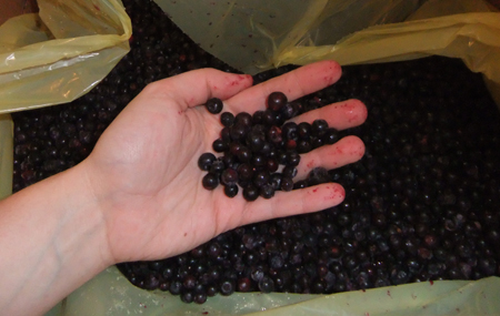 Individually frozen organic berries mean deliciously nonclumping.