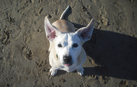 Sadie on Sand Beach this summer.