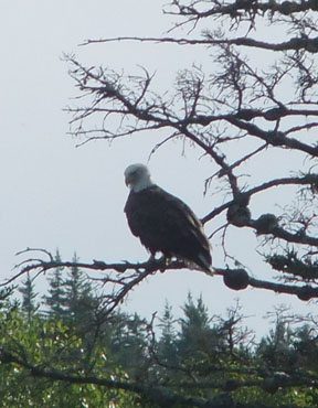 Yes, that is a bald eagle. Yes my camera is kind of crappy so I was pretty close!